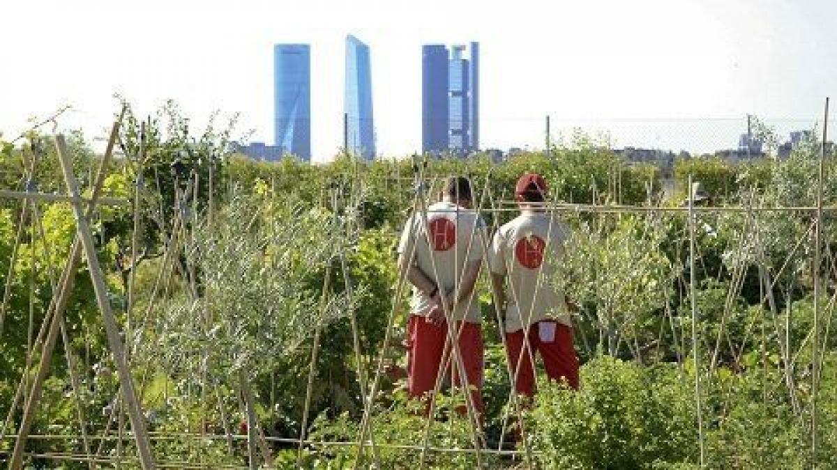 Huertos urbanos en casa: porqué tenerlos y dónde colocarlos - flors & GO!