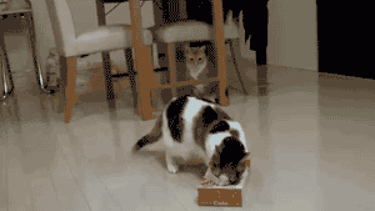 Gatos vs cajas: la eterna batalla (GIFS animados)