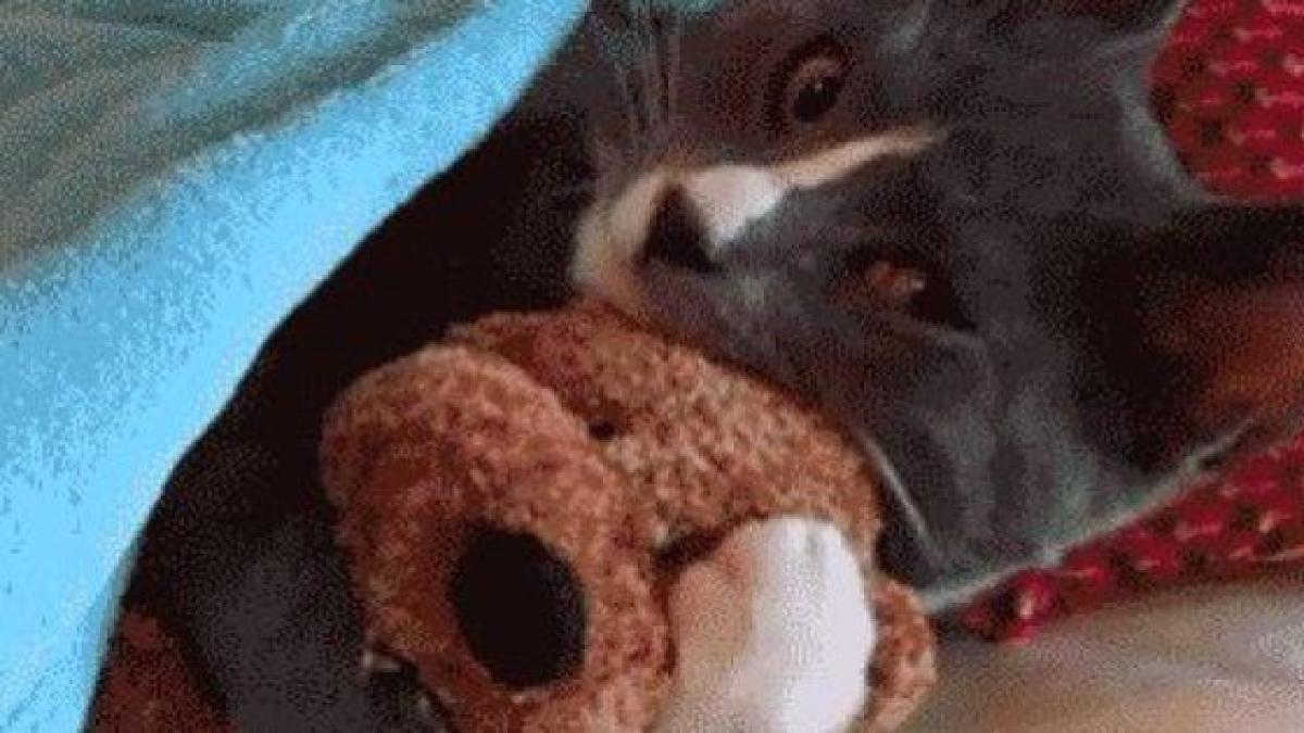 15 GIFs animados de gatos para sonreír