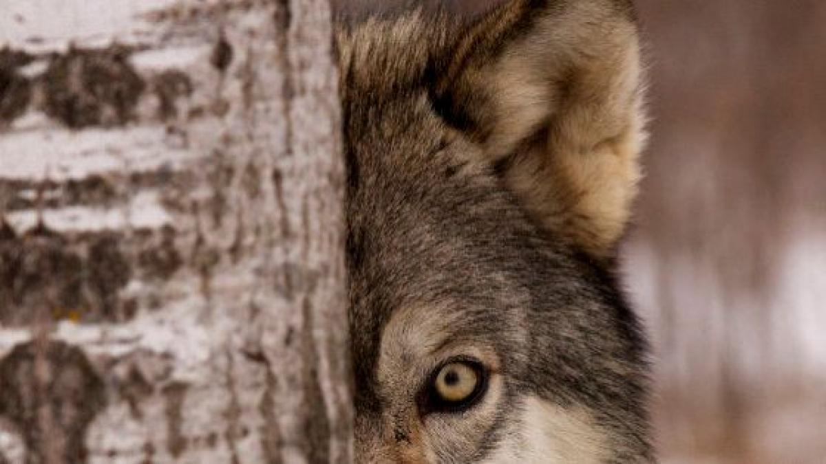 Los lobos aúllan cuando un amigo se va (VÍDEOS)