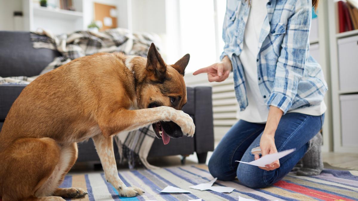 Por qu pegar a tu perro siempre es una mala idea