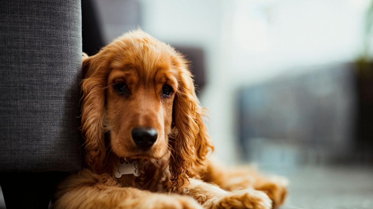 es un perro lamiendo tu cara una muestra de cariño