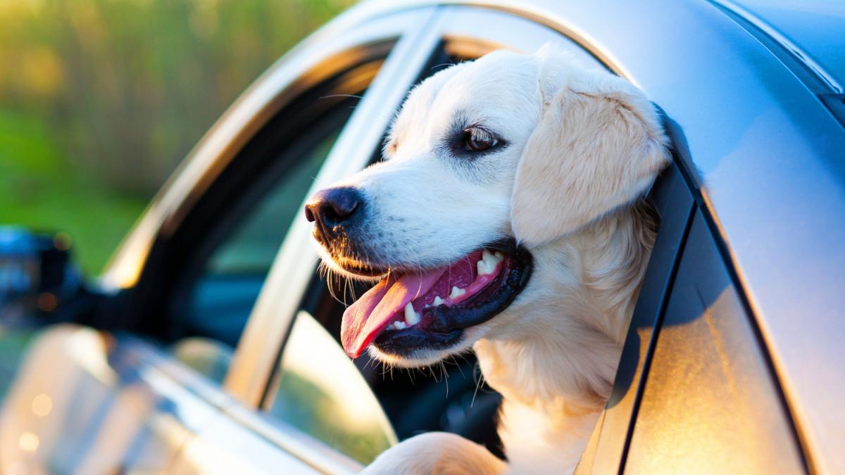 Viajar con perros: accesorios imprescindibles
