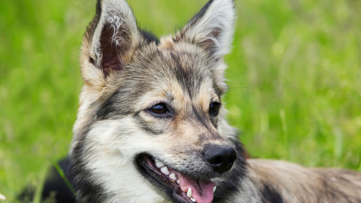 tu perro puede enfermarse y morir por comer caca de gato