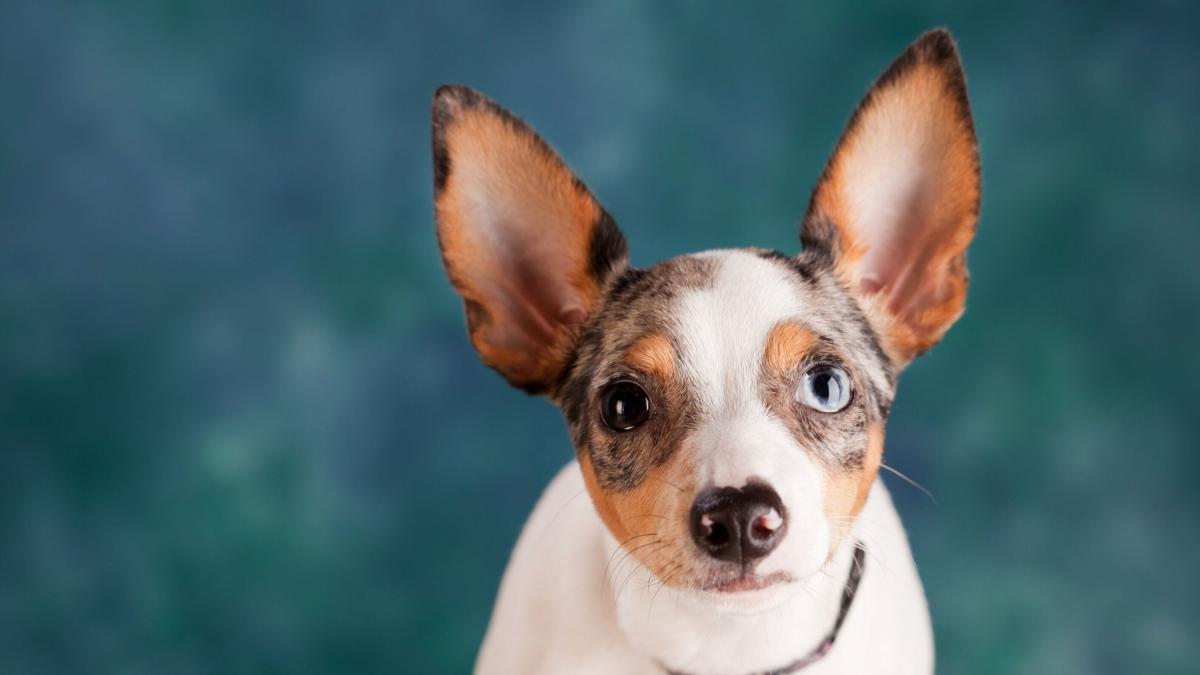 puede un perro fingir estar enfermo