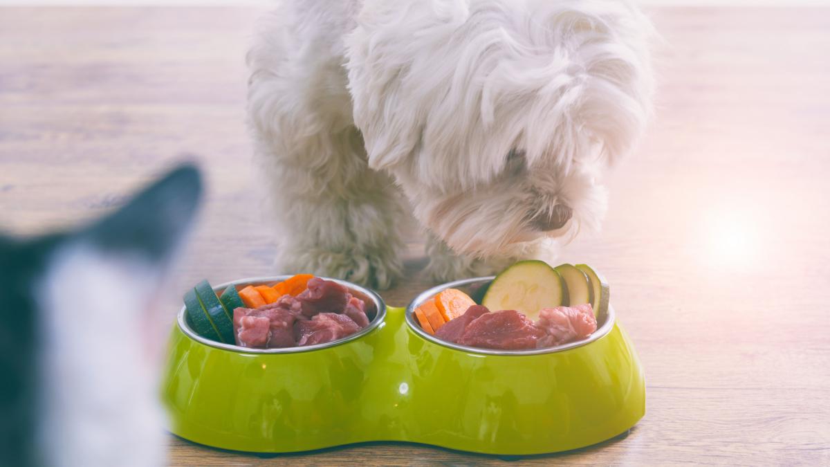 el arroz crudo es malo para los perros