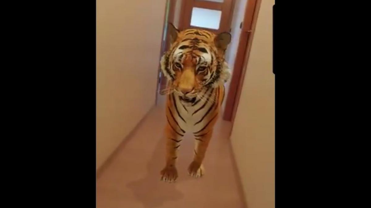 Cómo usar el truco de Google para ver un tigre y otros animales en 3D con  tu cámara