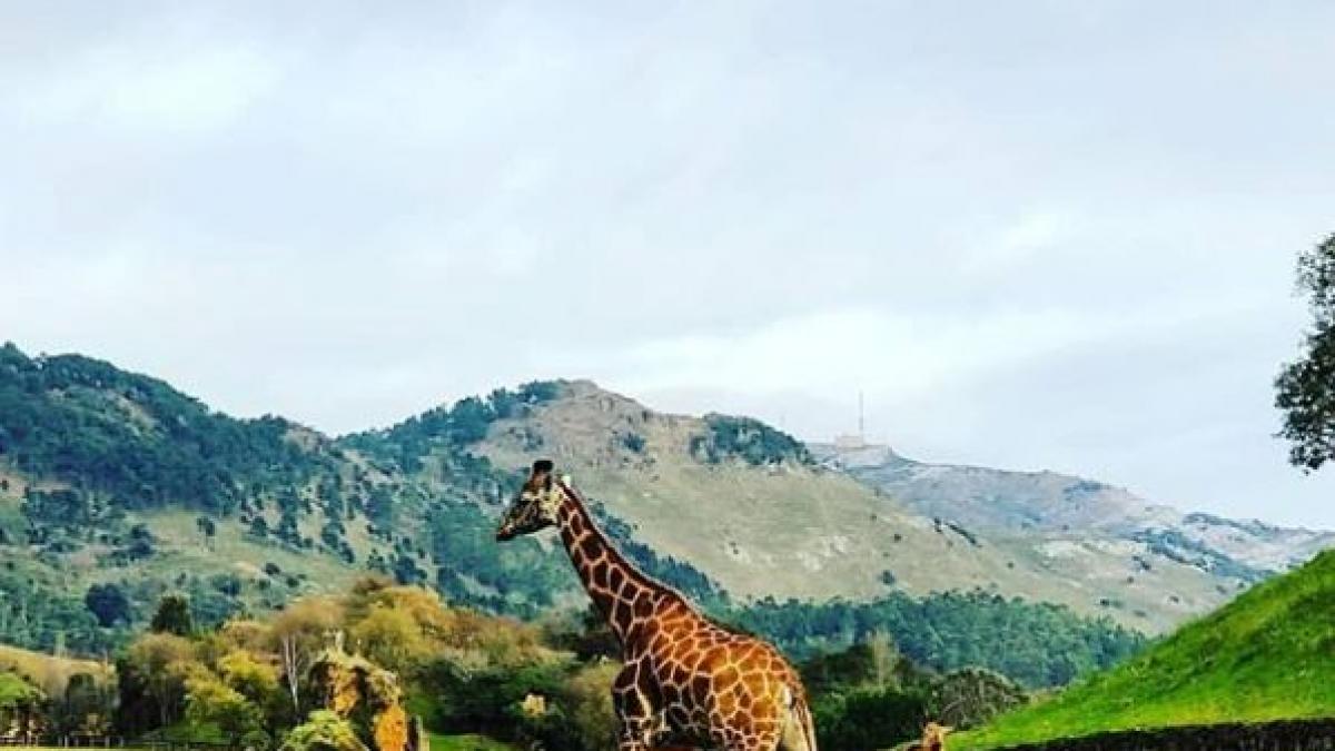 Una familia se cuela en el recinto de los lobos de Cabárceno (Cantabria) y desata la polémica:  Luego será culpa del animal 