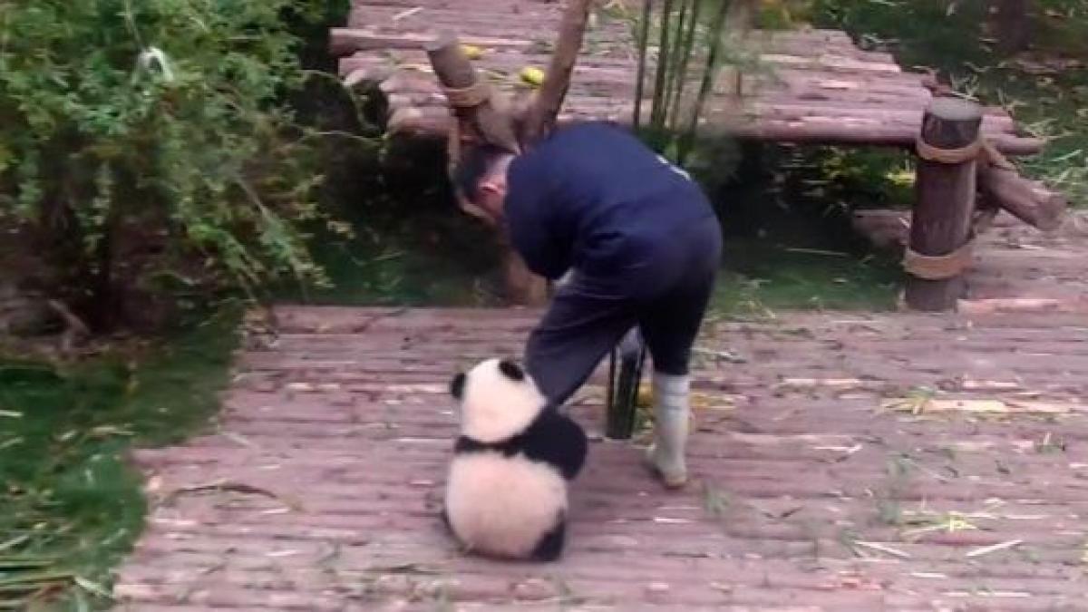 Video viral, Sujeto conmueve por el tierno trabajo que realiza como  cuidador de osos panda, Twitter, China, nnda nnrt, VIRALES