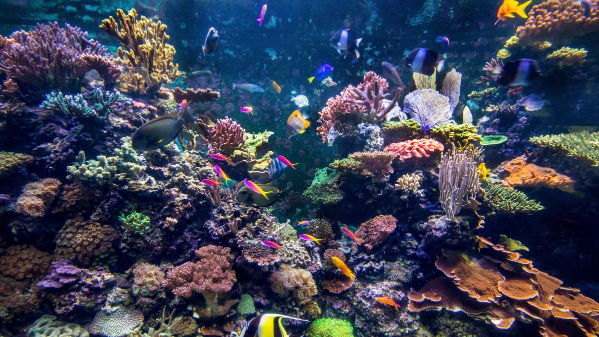 El fondo marino espera la catástrofe: el cuarto blanqueamiento mundial de  arrecifes está en marcha