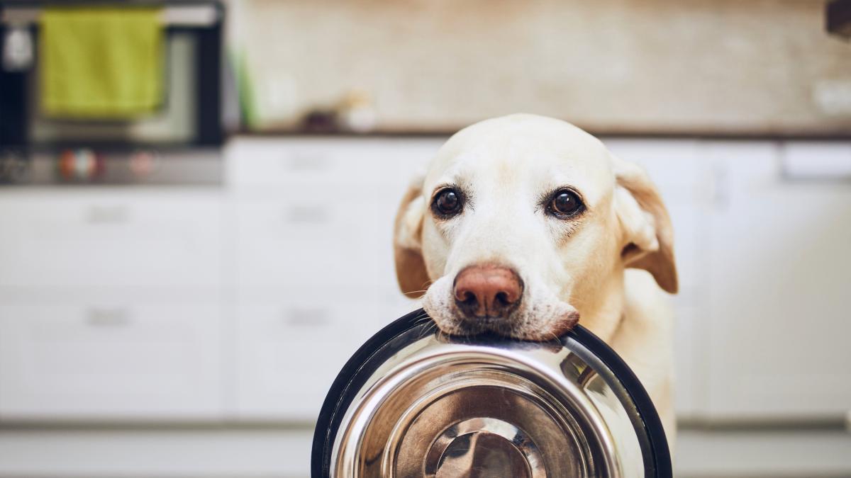 los perros con pancreatitis pueden comer pan