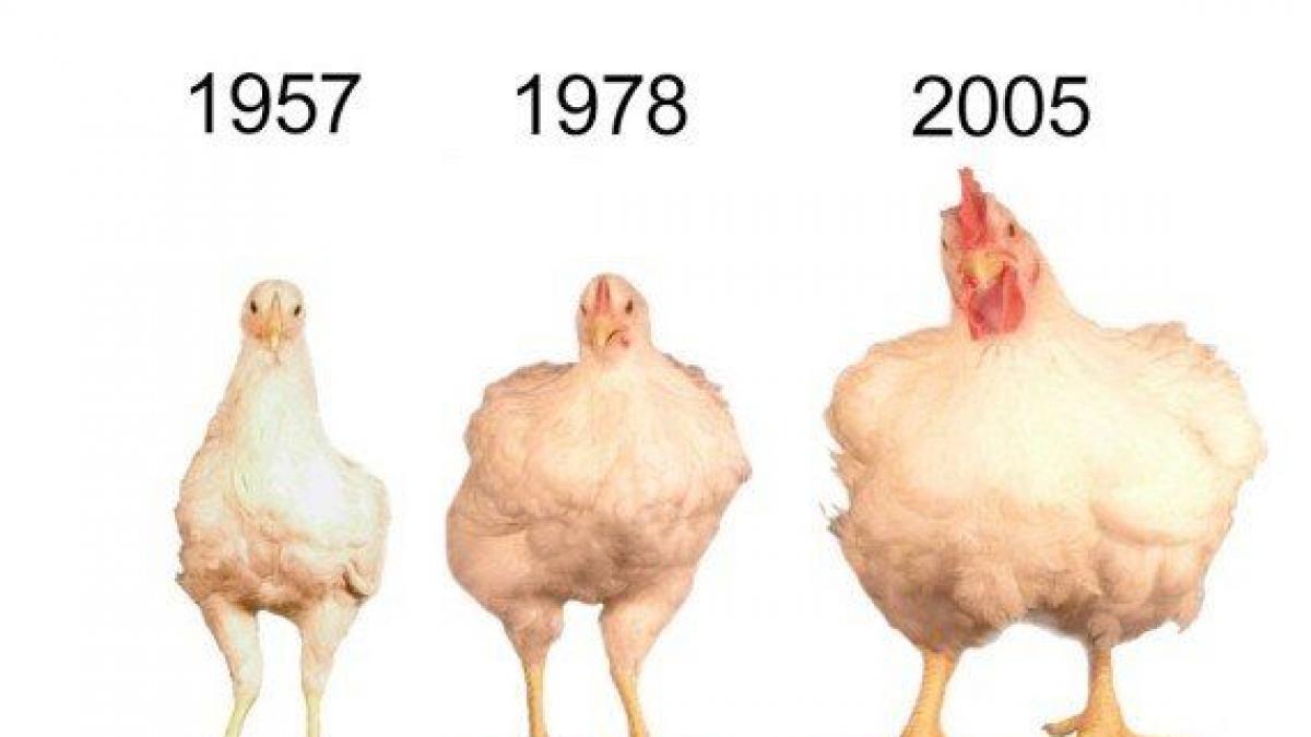 Por qué ahora los pollos son más grandes que los de hace décadas?