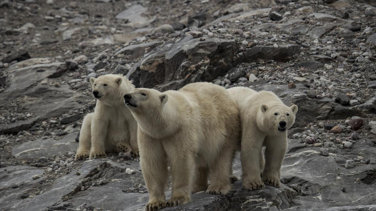 Imágenes de animales polares en su hábitat