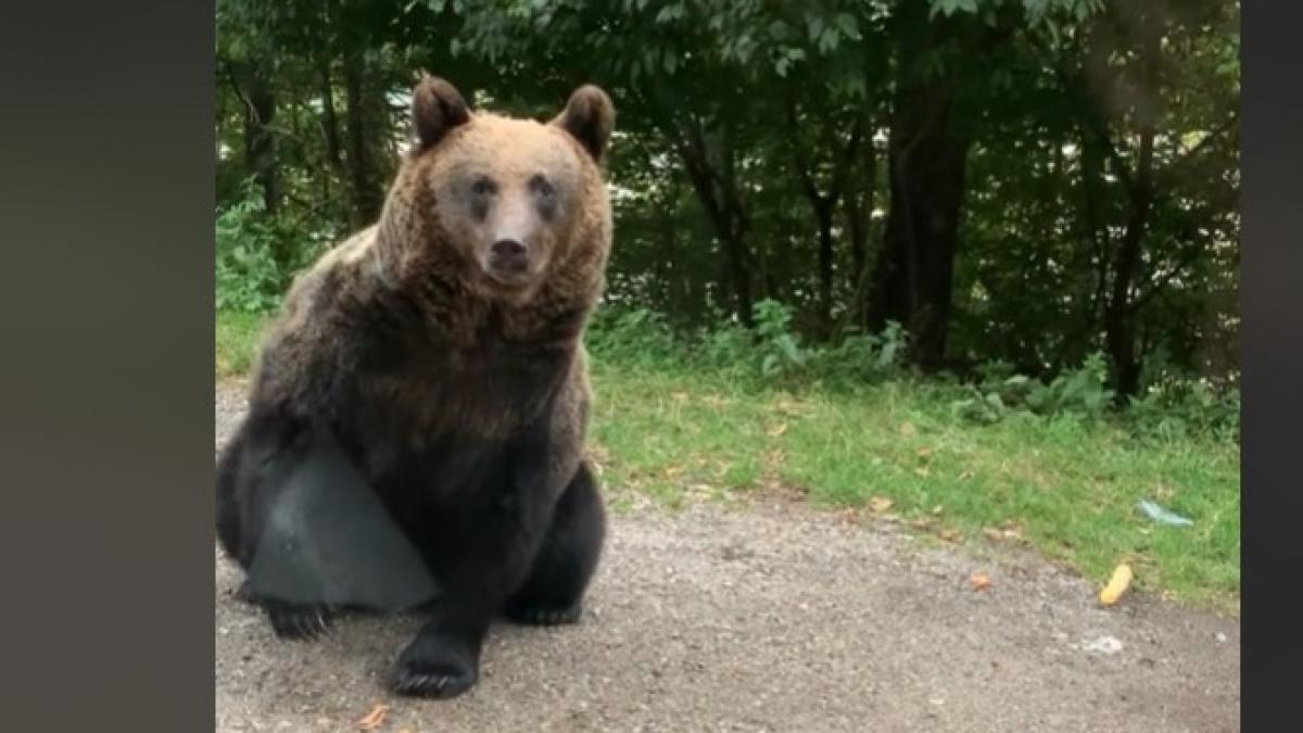 El espectacular encuentro de unos españoles con un oso en Rumania