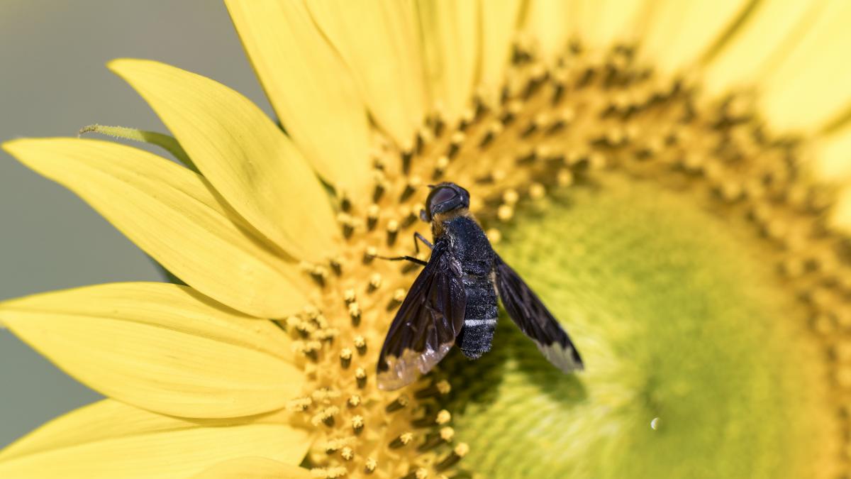 Ni chinches ni cucarachas: este es el insecto que ya es una plaga veraniega en España