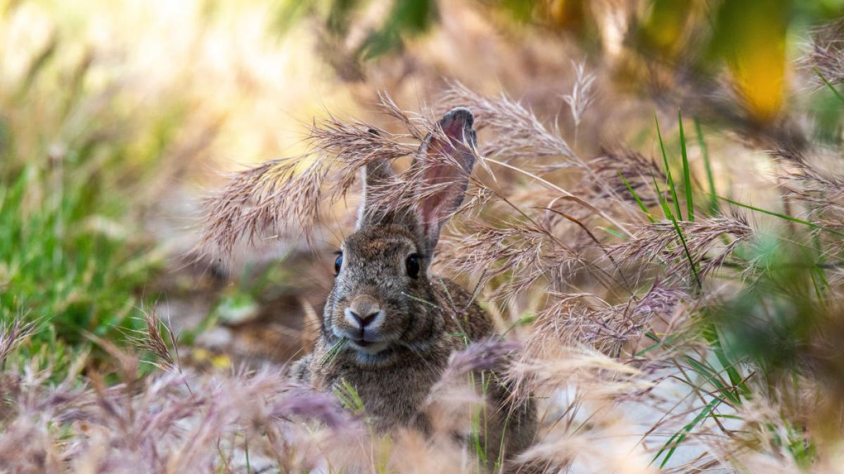 Una emergencia obliga a activar los permisos de caza excepcionales de conejo en estas zonas de España