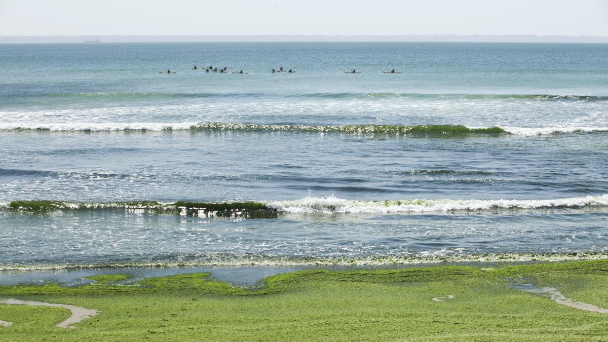Alerta por la llegada de una de las peores especies invasoras del mundo a las playas pegadas a España