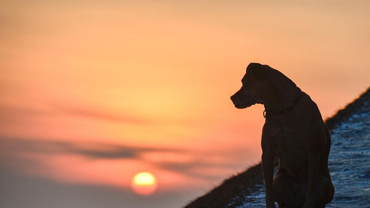 silueta de perro de caza de aves