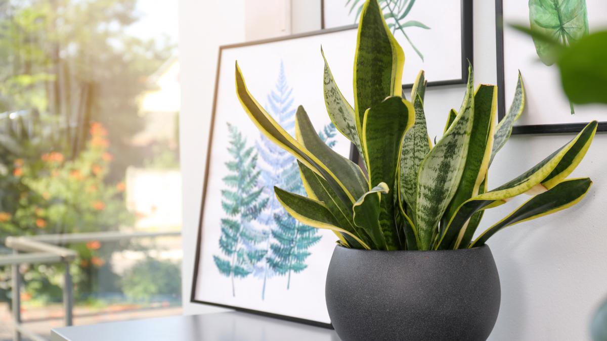 10 plantas decorativas para refrescar el look de tu casa