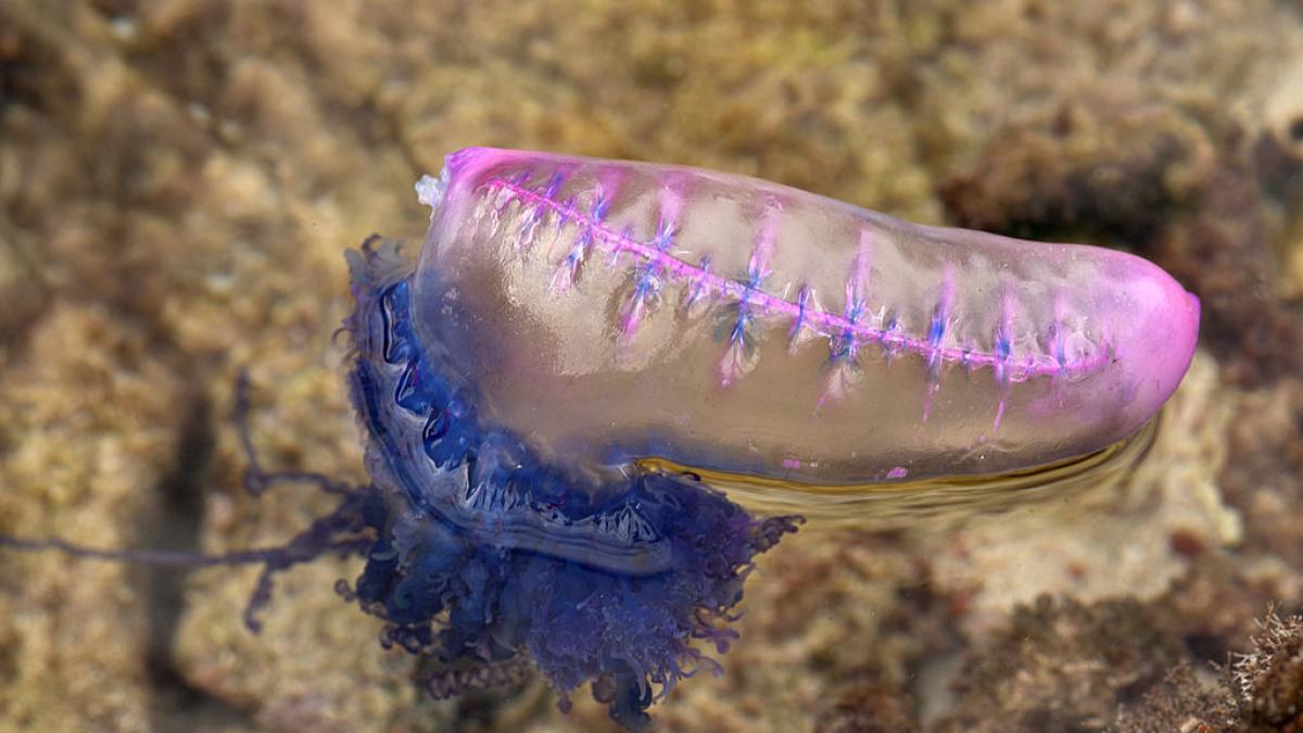 Estas são as praias com alerta para a presença da caravela portuguesa