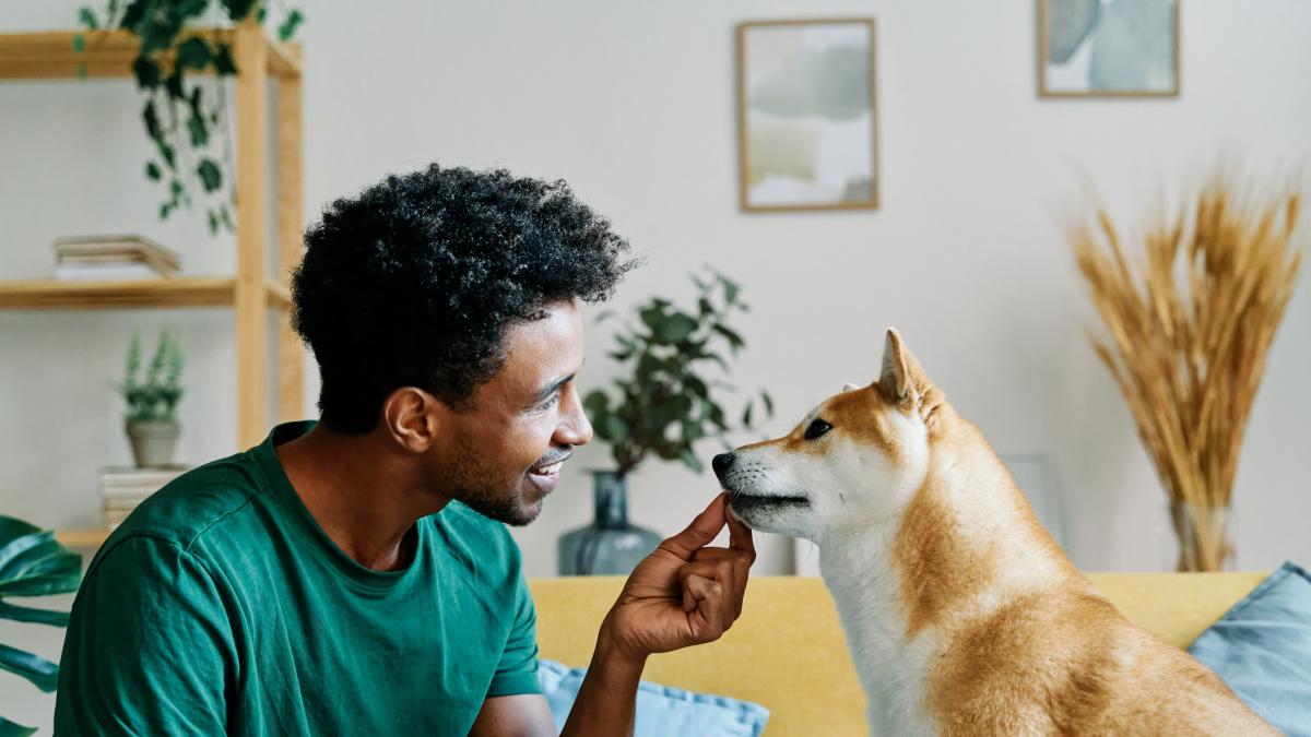Este es el tiempo que tarda un perro en olvidar a su dueño según un estudio