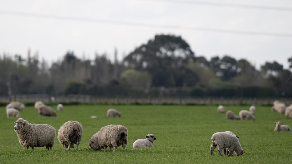 A flock of sheep devours 100 kilos of cannabis because of DANA
