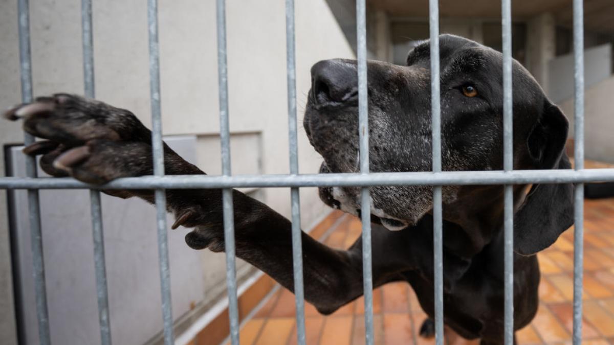 puedo adoptar un perro sin valla