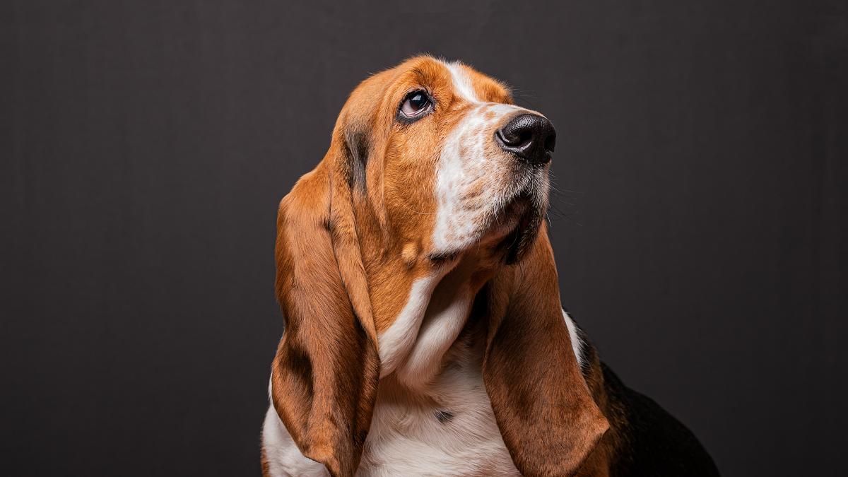 que raza de perro tiene el peor sentido del olfato