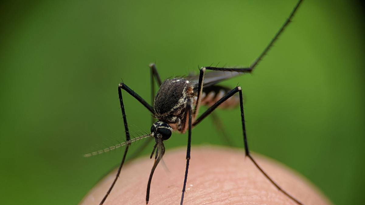 Por qué el mosquito es el animal más peligroso del mundo