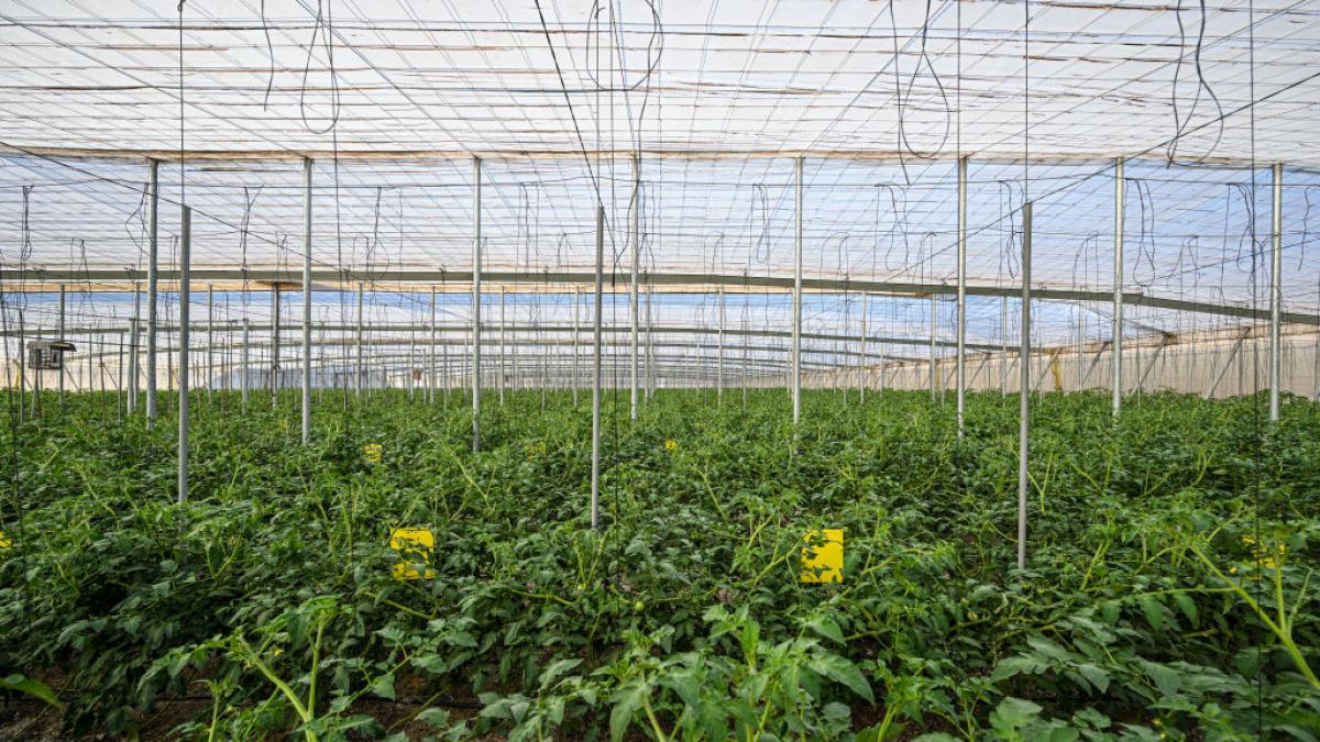 Los jardineros advierten a los que dejan el invernadero abierto durante la noche si quieren tener pimientos y tomates grandotes