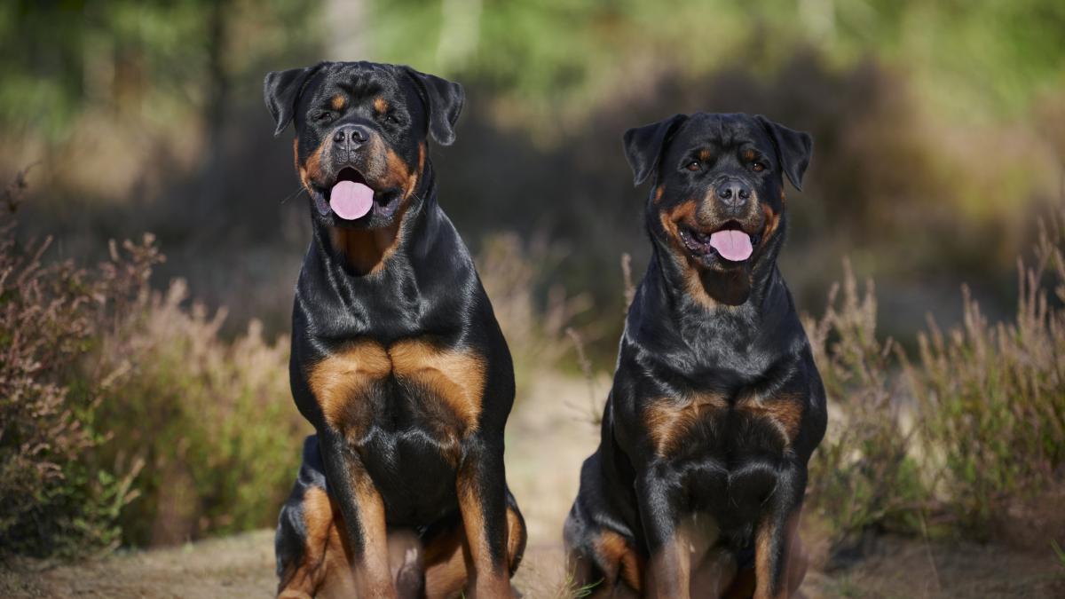 como le hablas a un rottweiler