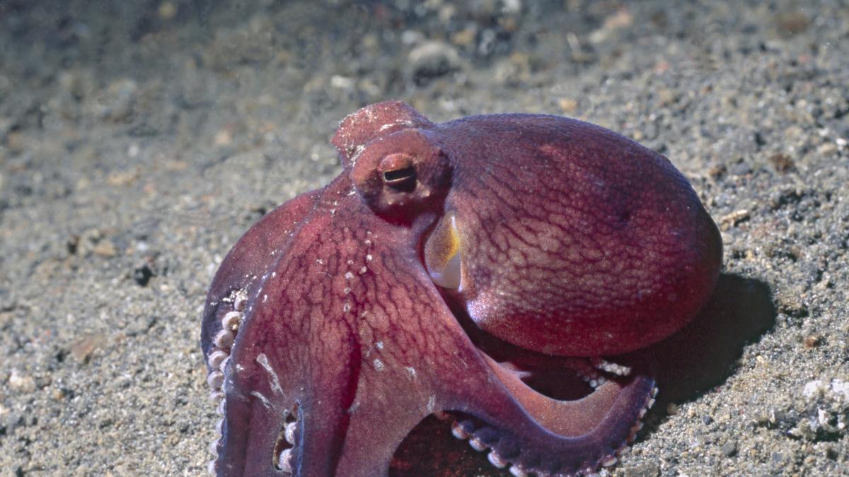 Descubren detalles sobre lo peculiar que es el cerebro del pulpo