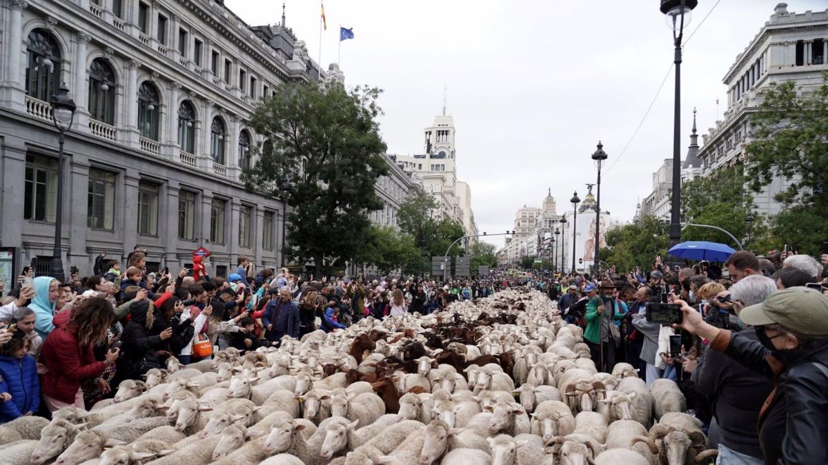 Madrid es tomada por el ganado en la XXX edici n de la Fiesta de