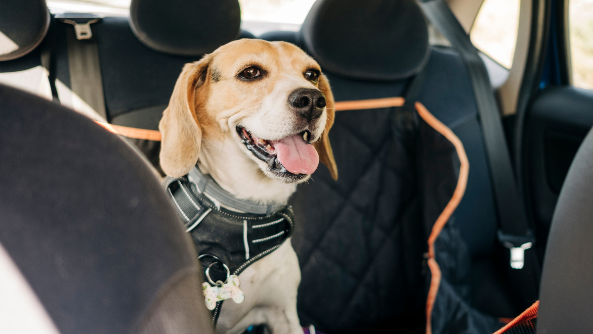 La mejor funda protectora para viajar en coche con tu mascota está