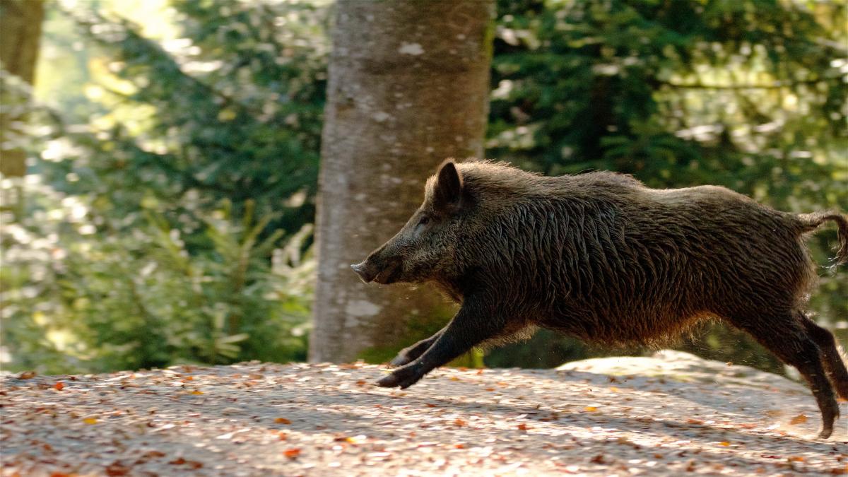 La polémica medida andaluza para acabar con los jabalíes: arcos y flechas durante la noche