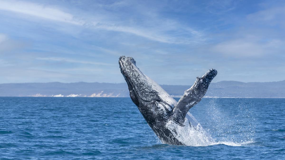Talking with whales to study aliens, the amazing scientific study