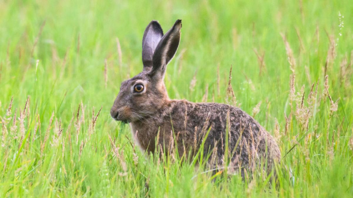 Descubren la razón del creciente exterminio de los conejos