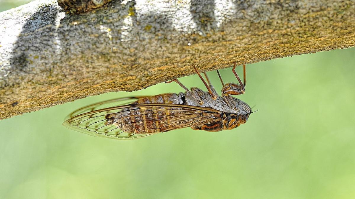 El extraño fenómeno que viviremos en 2024 con las cigarras y que lleva