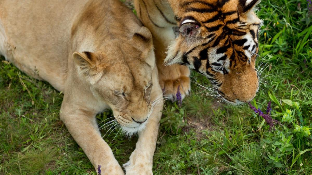 Ni el tigre ni el león son felinos y esta es la razón