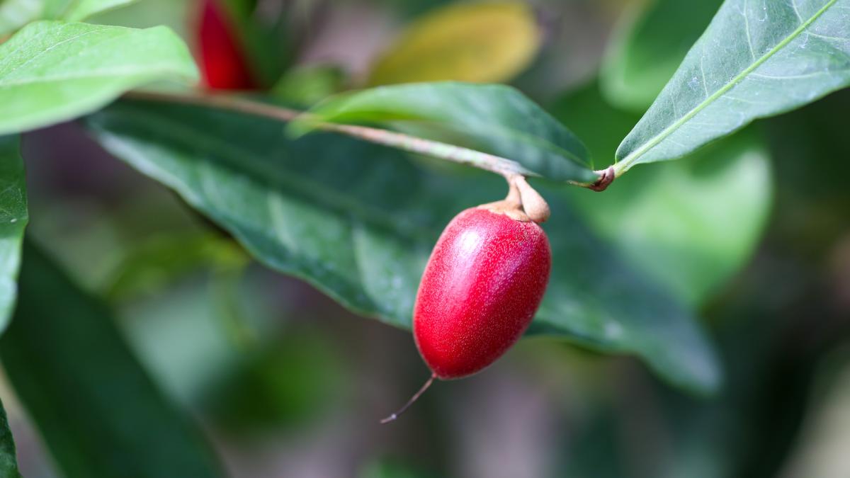 La Fruta Milagrosa Que Revoluciona La Alimentación Todo Te Lo Convierte En Dulce 4897