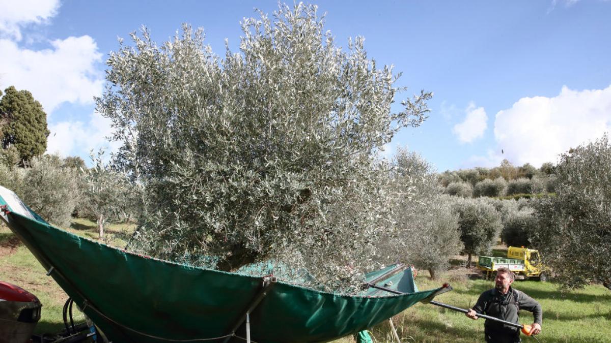 El mayor competidor de España con el aceite de oliva amenaza con descarrilar por una avalancha de denuncias