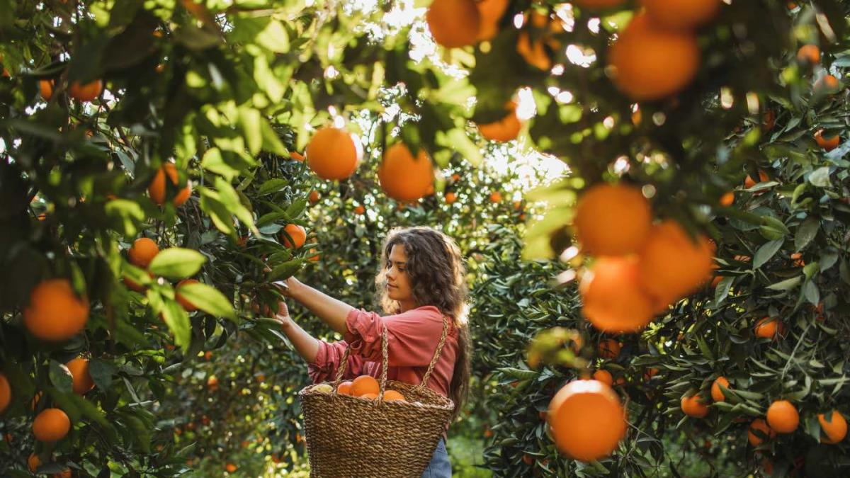 Misterioso desplome del precio de las naranjas
