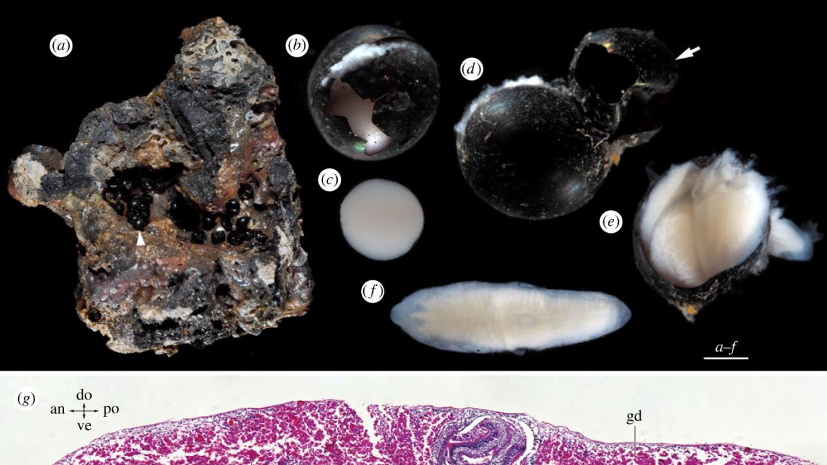 Encuentran unos inusuales huevos negros a 6.200 metros de profundidad en el  océano