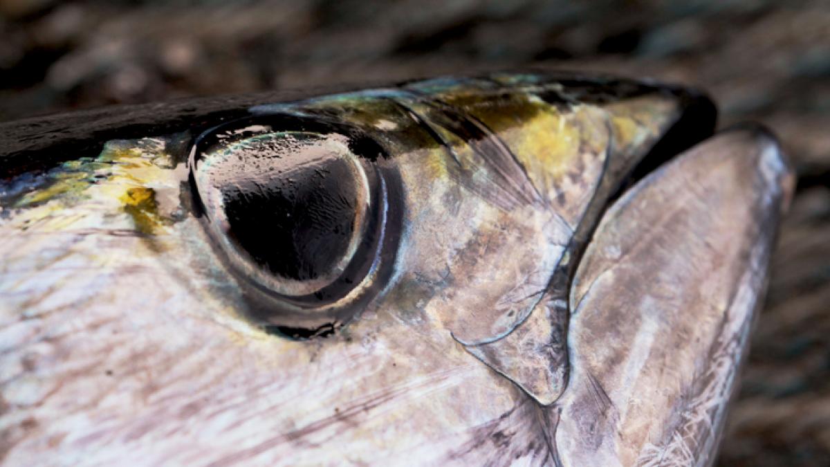Un estudio alerta sobre altos niveles de mercurio en uno de los pescados  más consumidos en España