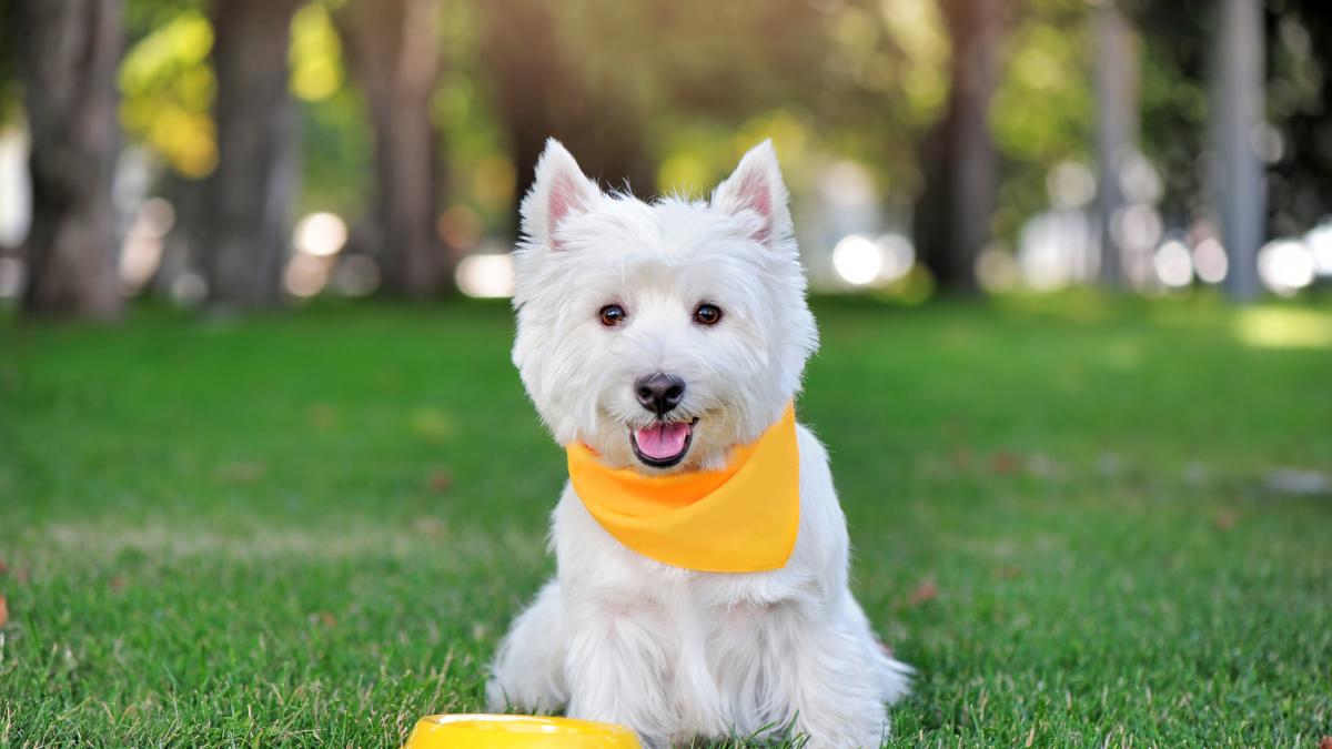 son los collares de choque humanitarios para perros