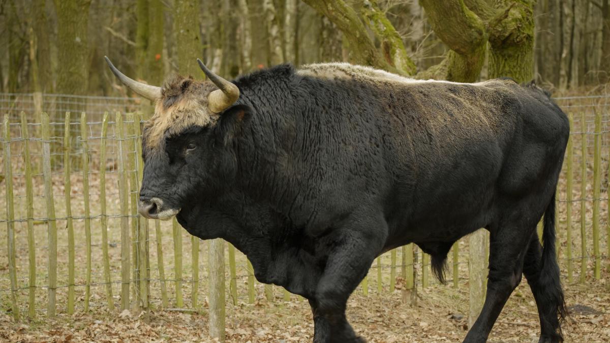 El toro desaparecido hace 500 años está a punto de resucitar a las ...