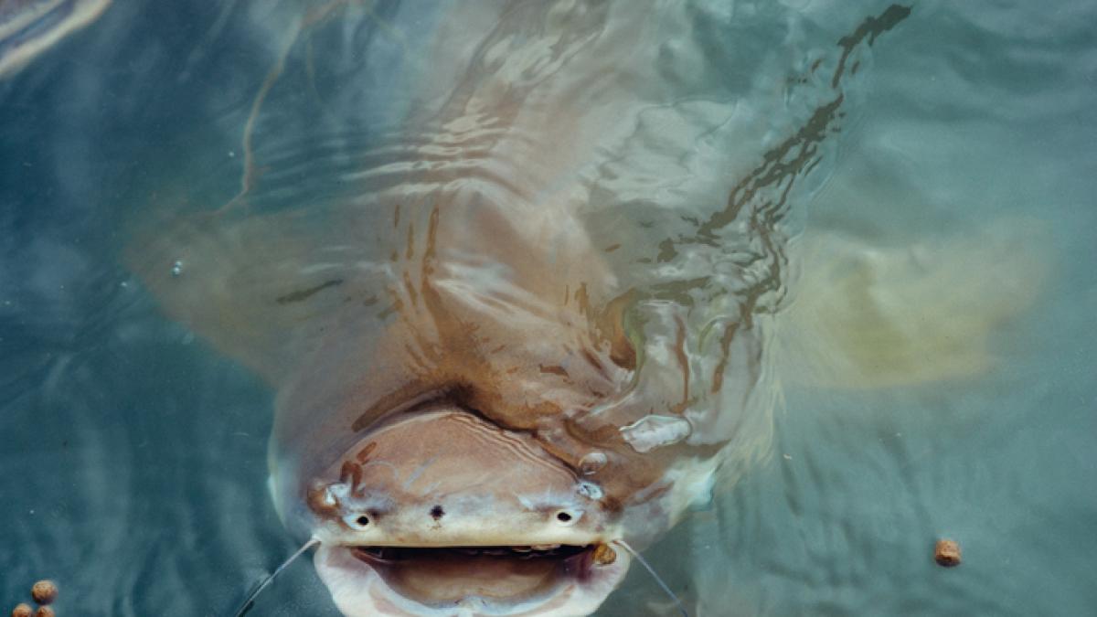 Pescan un bagre gigante de casi 133 libras en río Mississippi