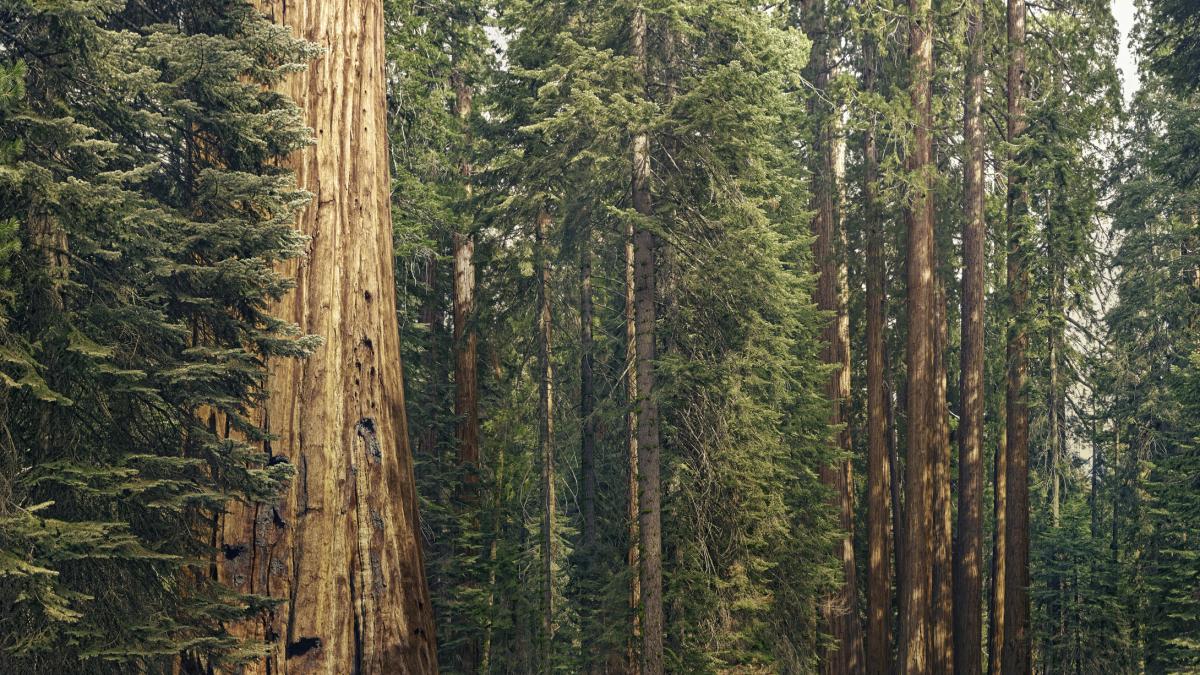 El gigantesco bosque de secuoyas que Estados Unidos  plantó  en Galicia