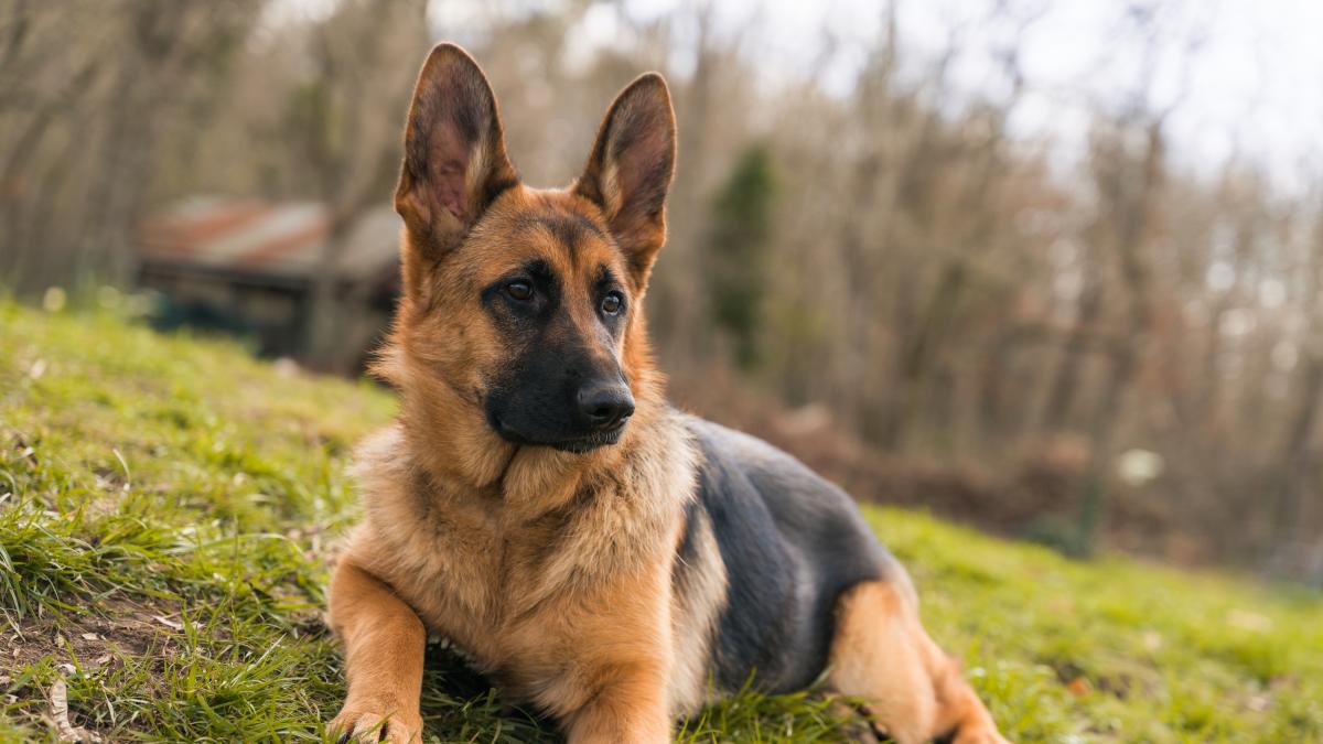 se pueden domesticar los perros de caza