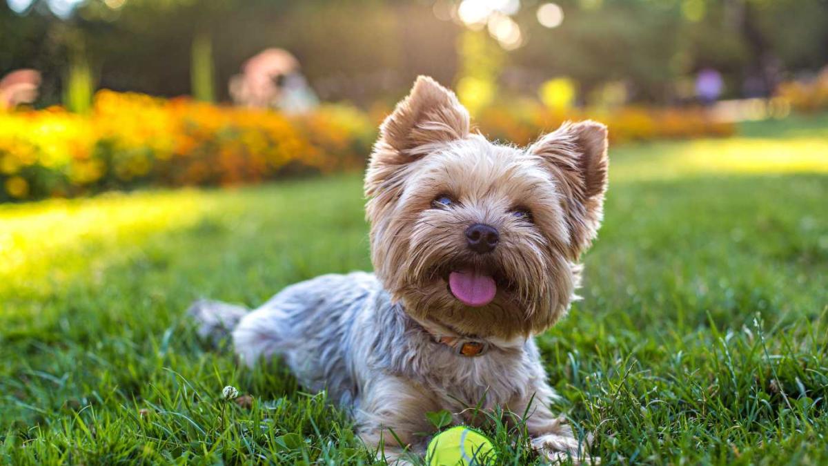 Cómo saber si un Yorkshire Terrier es puro o bien es mestizo
